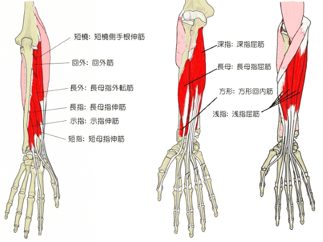 手の指を動かすための筋肉